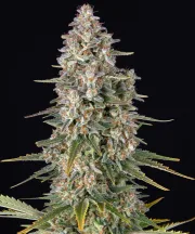 Pineapple Chunk