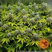 Pineapple Chunk