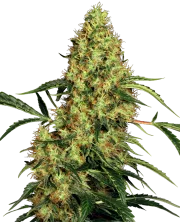 Mexican Sativa – Sensi Seeds – Regularne