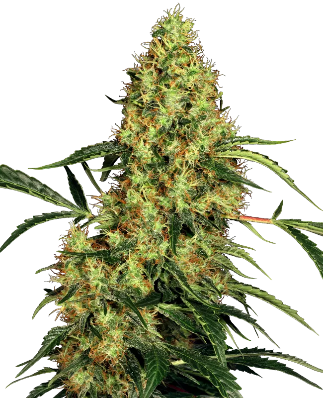 Mexican Sativa – Sensi Seeds – Regularne
