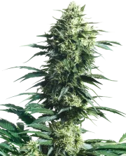 Mother's Finest – Sensi Seeds – Regularne