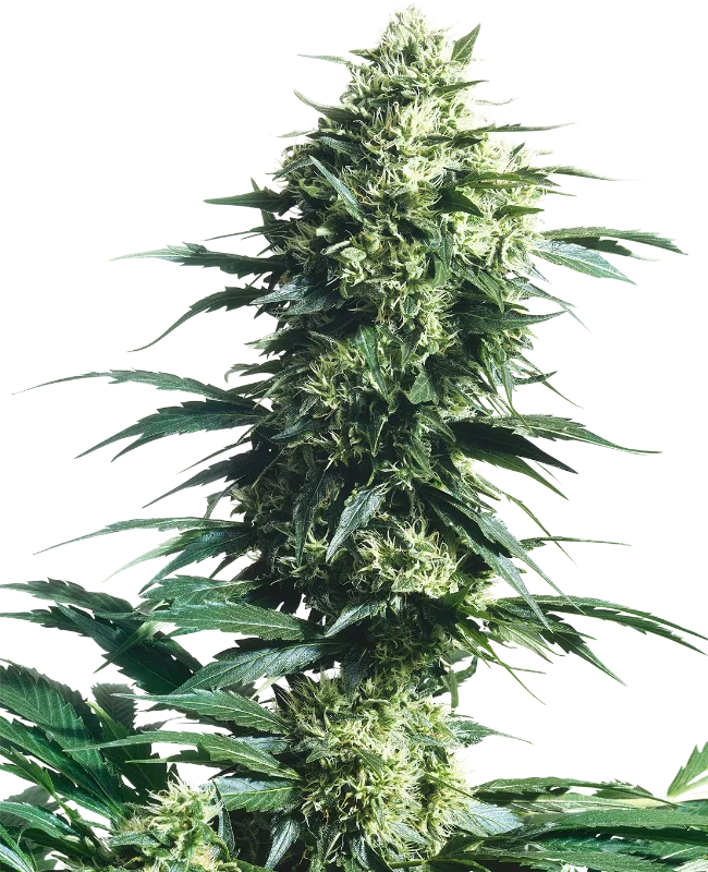 Mother's Finest – Sensi Seeds – Regularne