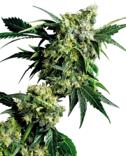 Mr Nice G13 x Hash Plant – Sensi Seeds – Regularne