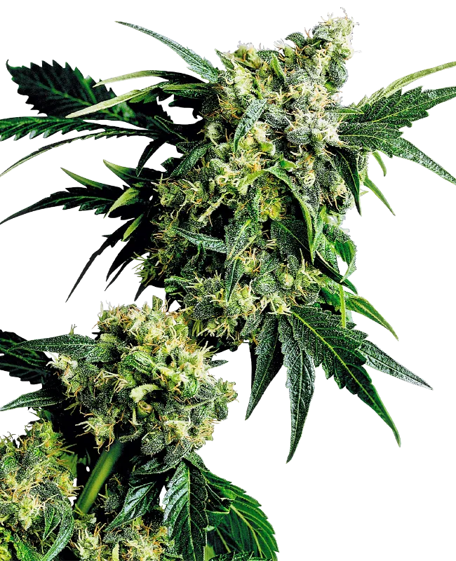 Mr Nice G13 x Hash Plant – Sensi Seeds – Regularne