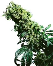 Northern Lights #5 x Haze – Sensi Seeds – Regularne