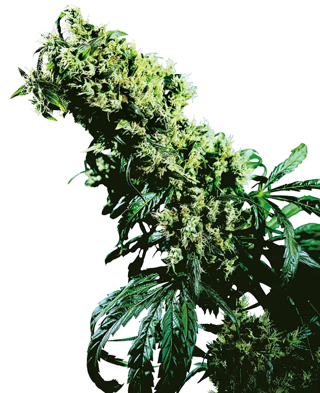 Northern Lights #5 x Haze – Sensi Seeds – Regularne