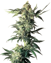 Northern Lights – Sensi Seeds – Regularne