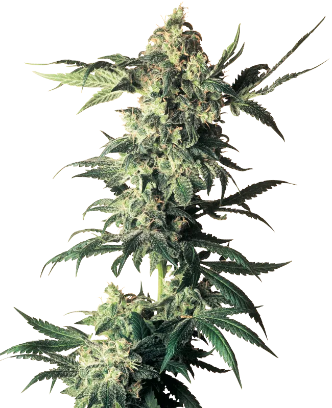 Northern Lights – Sensi Seeds – Regularne