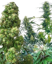 Outdoor Mix – Sensi Seeds – Regularne