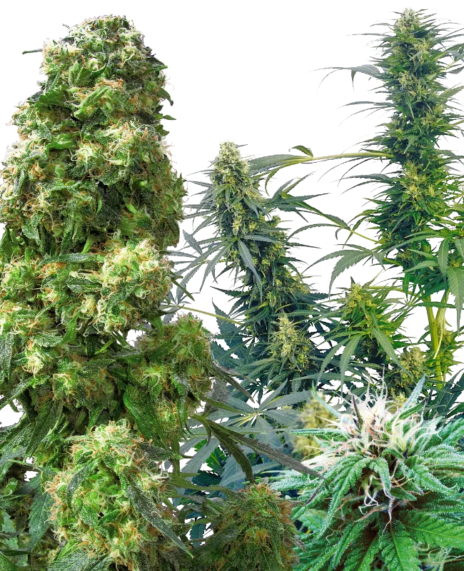 Outdoor Mix – Sensi Seeds – Regularne