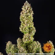 Pineapple Express Auto