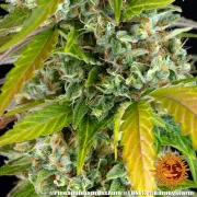 Pineapple Express Auto – Barneys Farm – Autoflowering