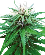 Ruderalis Indica – Sensi Seeds – Regularne