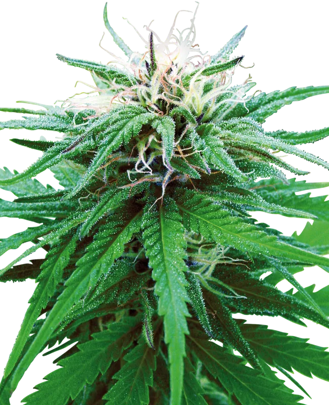 Ruderalis Indica – Sensi Seeds – Regularne