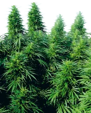 Ruderalis Skunk – Sensi Seeds – Regularne