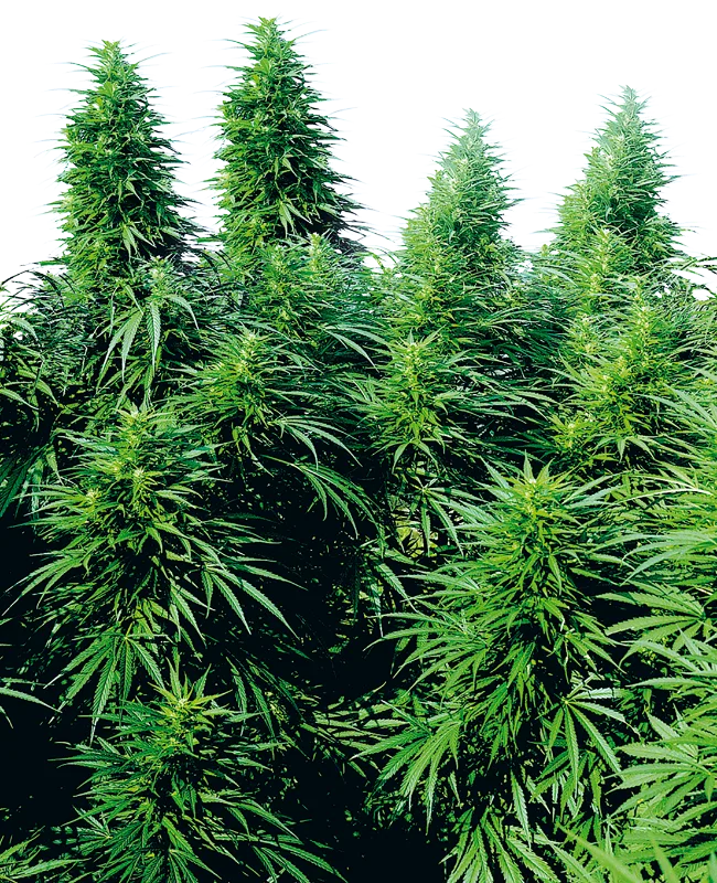 Ruderalis Skunk – Sensi Seeds – Regularne