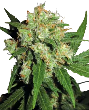 Sensi Skunk – Sensi Seeds – Regularne