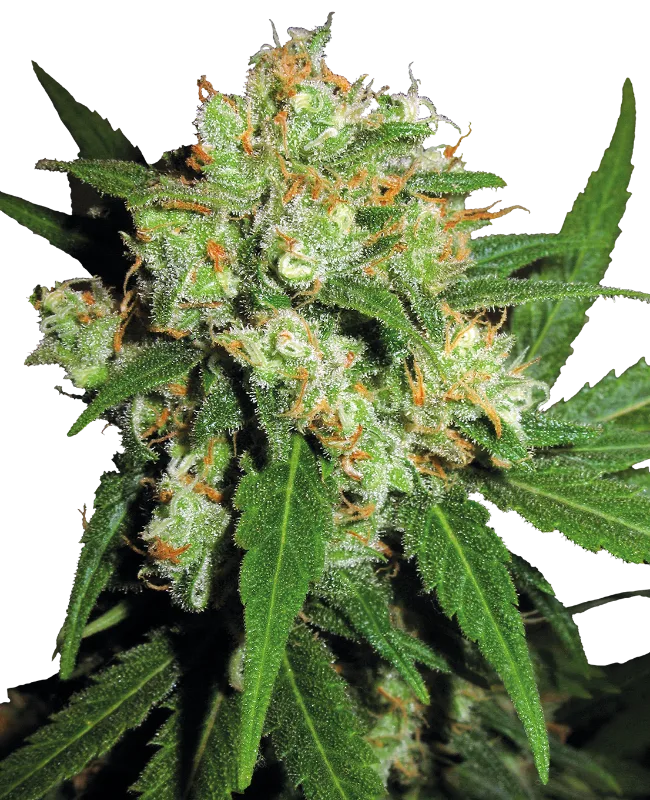 Sensi Skunk – Sensi Seeds – Regularne