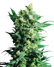 Shiva Shanti II – Sensi Seeds – Regularne