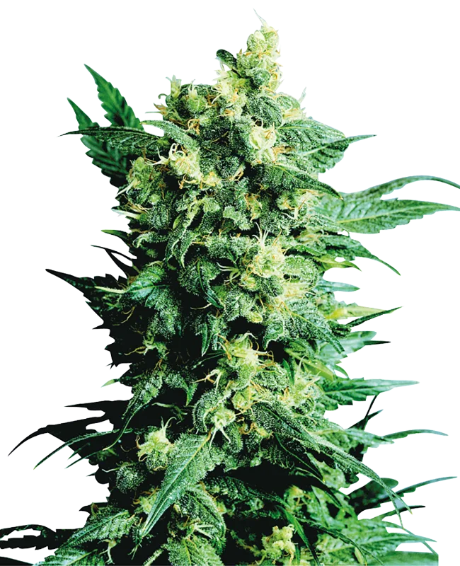 Shiva Shanti II – Sensi Seeds – Regularne