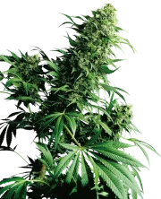 Shiva Shanti – Sensi Seeds – Regularne