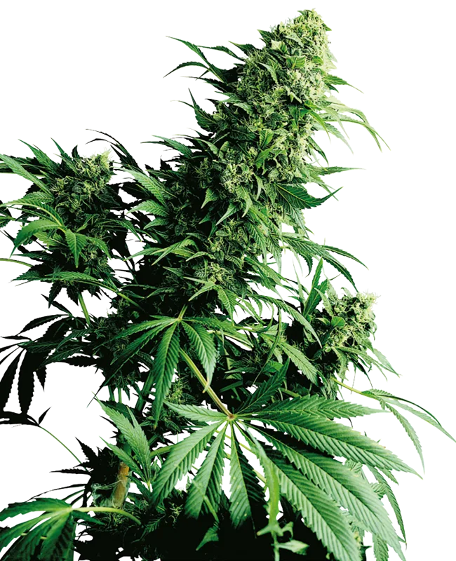 Shiva Shanti – Sensi Seeds – Regularne