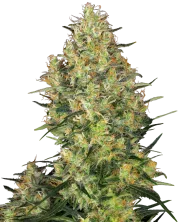 Shiva Skunk – Sensi Seeds – Feminizowane