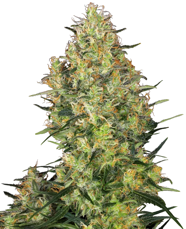 Shiva Skunk – Sensi Seeds – Regularne