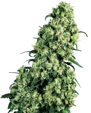Skunk #1 – Sensi Seeds – Regularne
