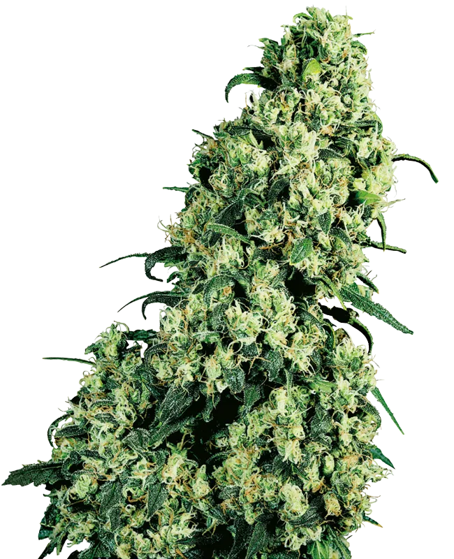 Skunk #1 – Sensi Seeds – Regularne