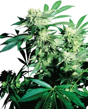 Skunk Kush – Sensi Seeds – Regularne
