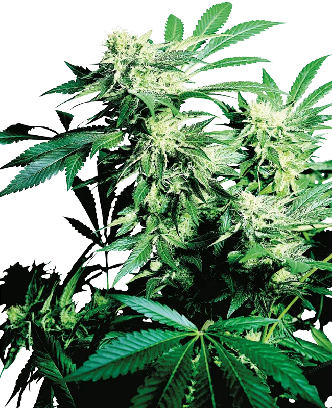 Skunk Kush – Sensi Seeds – Regularne