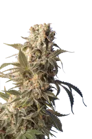 AK47 – Serious Seeds – Regularne
