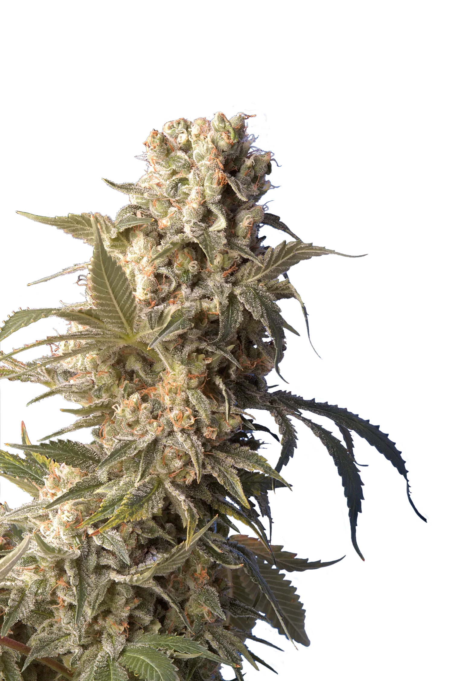 AK47 – Serious Seeds – Feminizowane