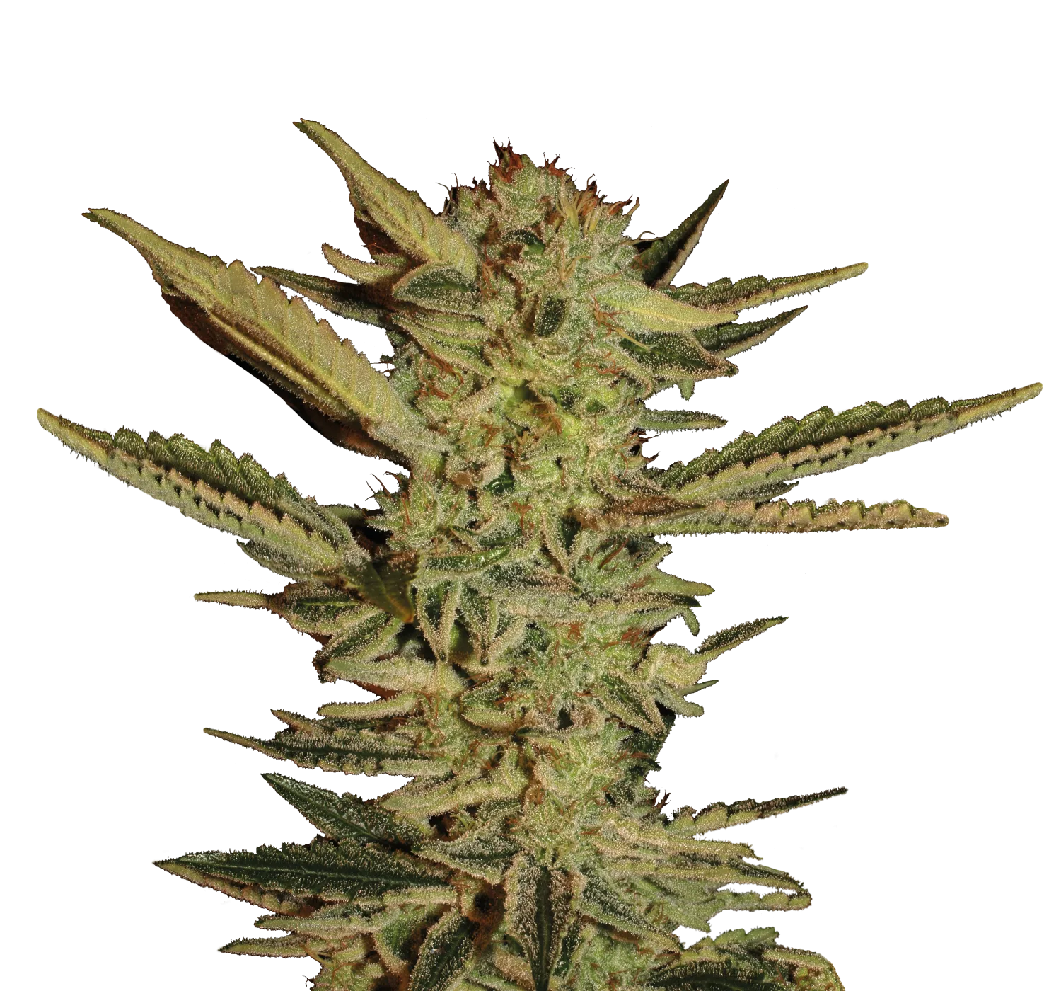 Bubble Gum – Serious Seeds – Feminizowane