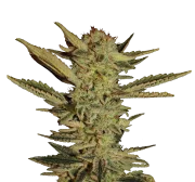 Bubble Gum – Serious Seeds – Feminizowane