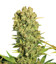 Chronic – Serious Seeds – Regularne
