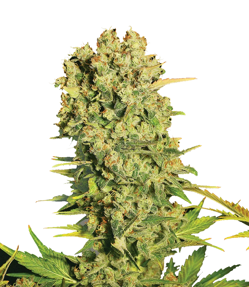 Chronic – Serious Seeds – Feminizowane