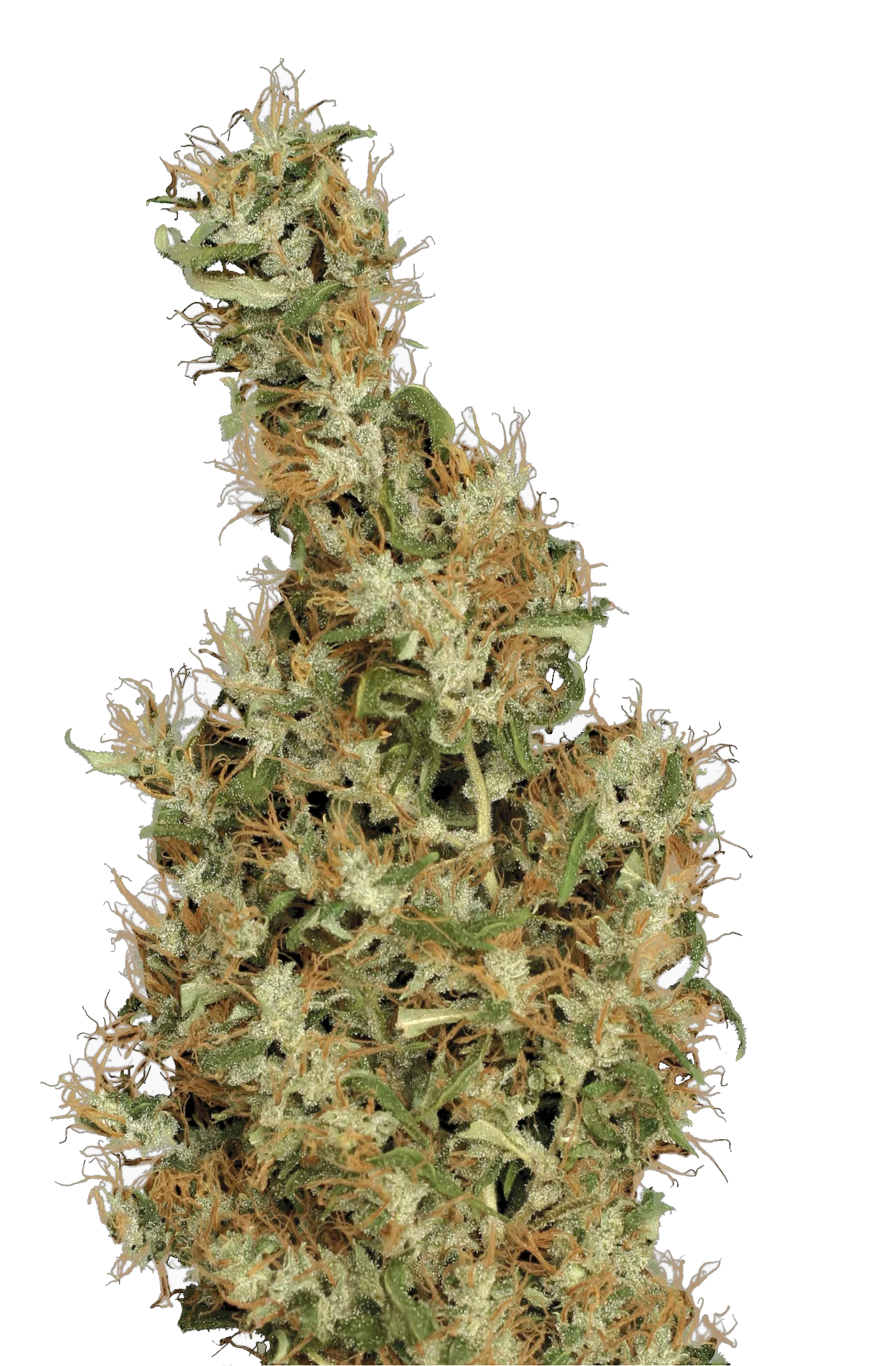 Kali Mist – Serious Seeds – Regularne