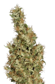 Kali Mist – Serious Seeds – Regularne