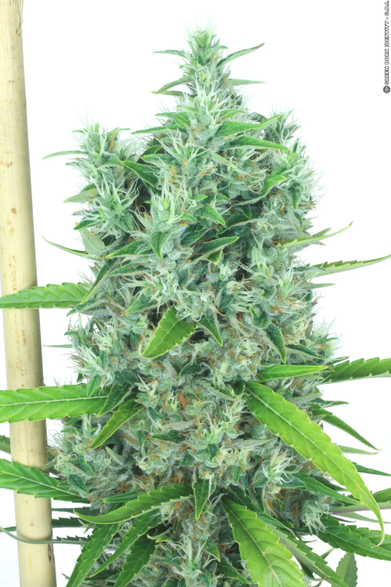Kali Mist – Serious Seeds – Feminizowane