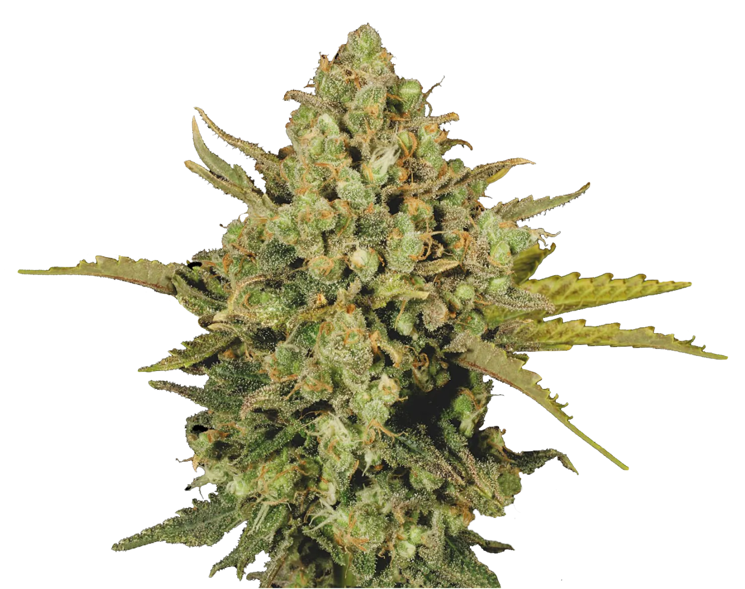 Warlock – Serious Seeds – Regularne