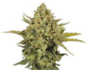 Warlock – Serious Seeds – Regularne