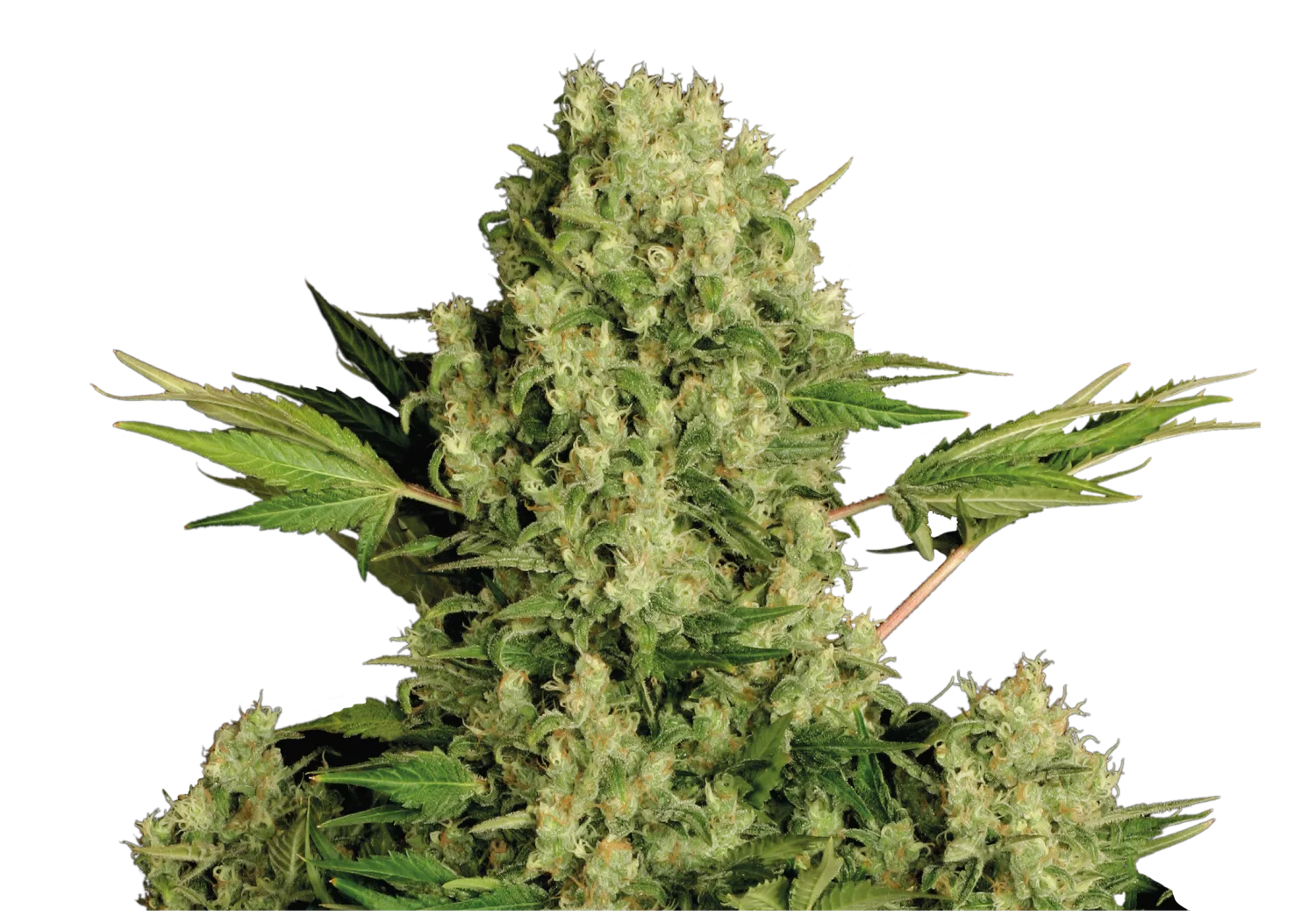 White Russian – Serious Seeds – Regularne