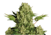 White Russian – Serious Seeds – Feminizowane