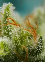 Big Devil XL Auto