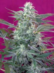 Big Foot – Sweet Seeds – Feminizowane