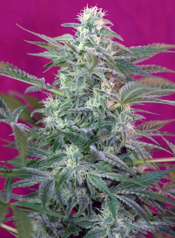 Big Foot – Sweet Seeds – Feminizowane