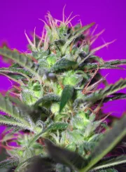 Botafumeiros – Sweet Seeds – Feminizowane
