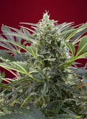Cream 47 – Sweet Seeds – Feminizowane
